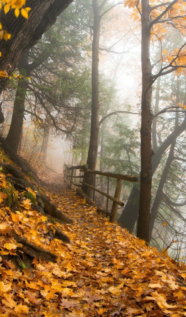 Тропа в осеннем лесу