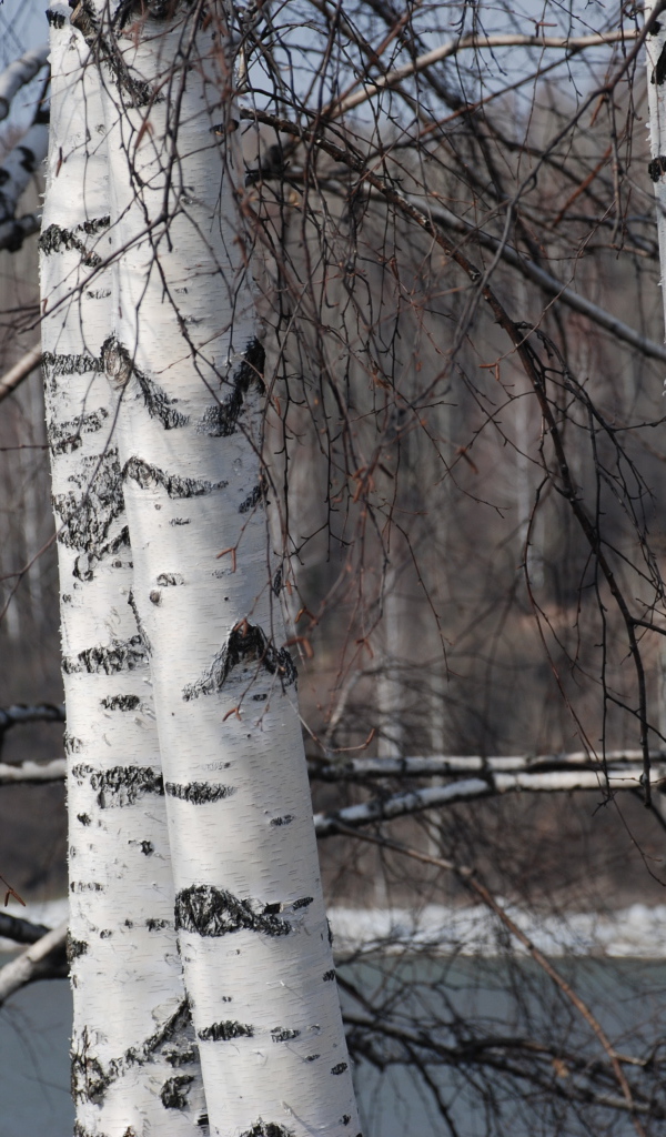 Зимняя березовая роща