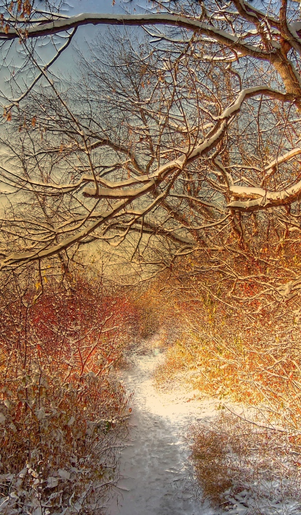 Зимняя дорожка через лес