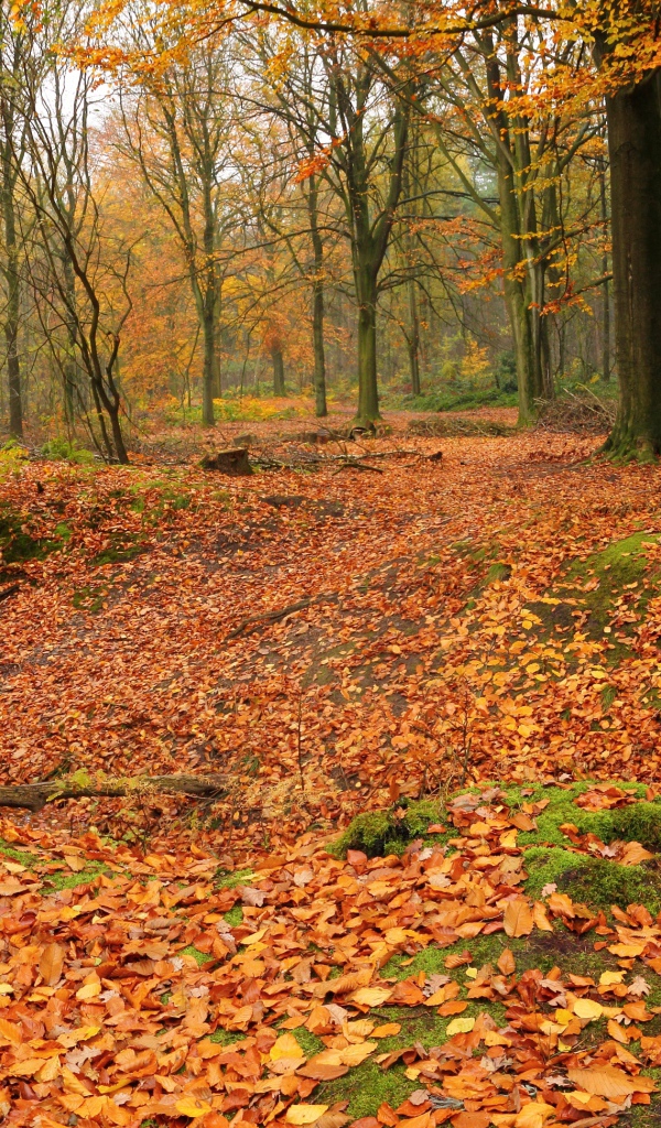 Лес теряет листья