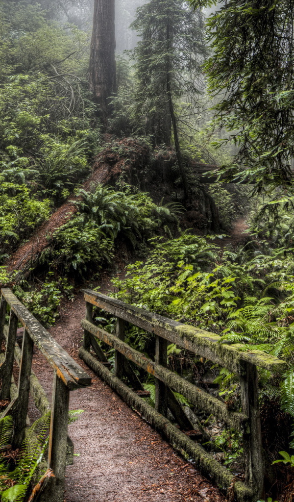 Деревянный мост в лесу