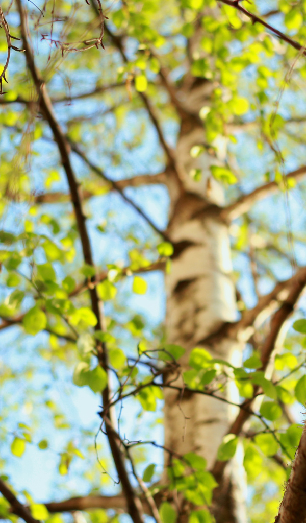 Молодая зелень берез