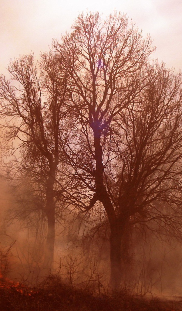 Пожар в лесу