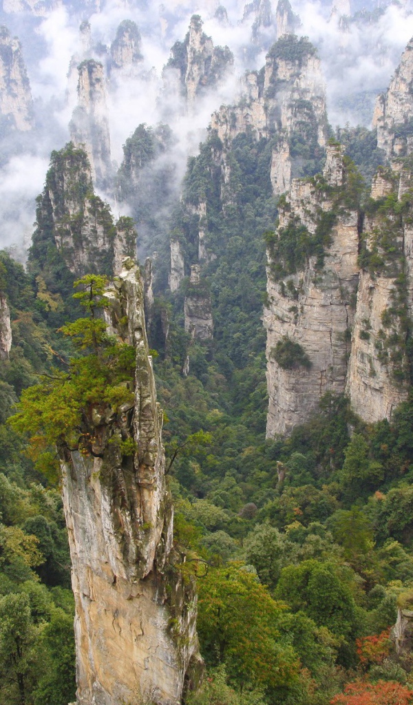 Лес на каменных столбах