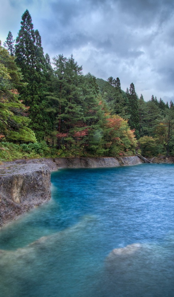 Лес на берегу моря