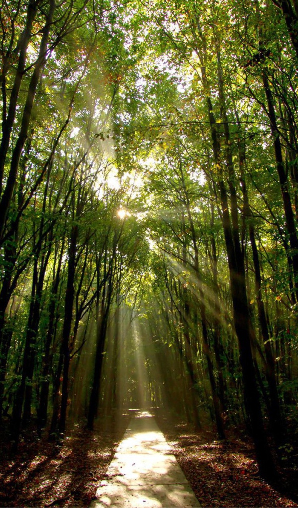 Освещенная солнцем дорога в лесу