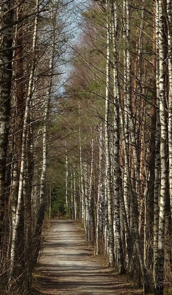 	  The road through a birch forest