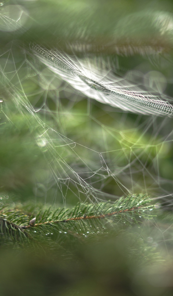 Паутина в лесу