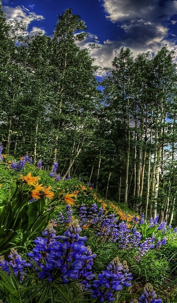 Цветы около дороги