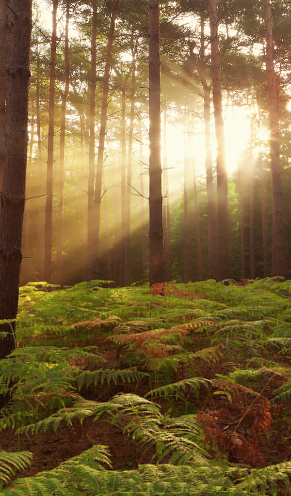 Лес в Англии