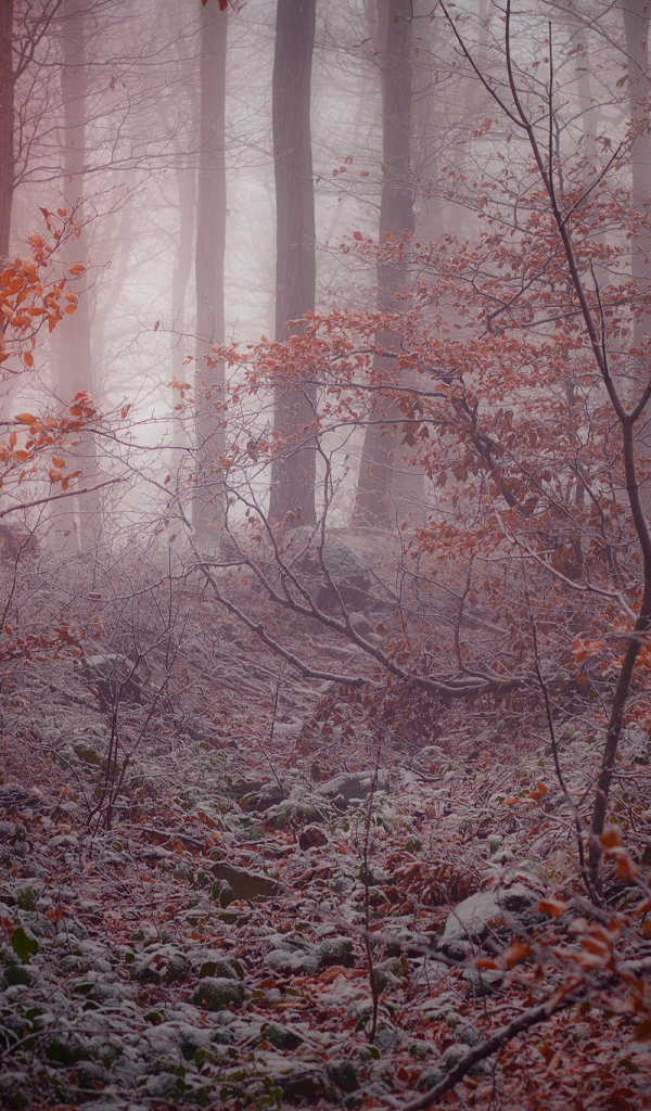 Поздняя осень