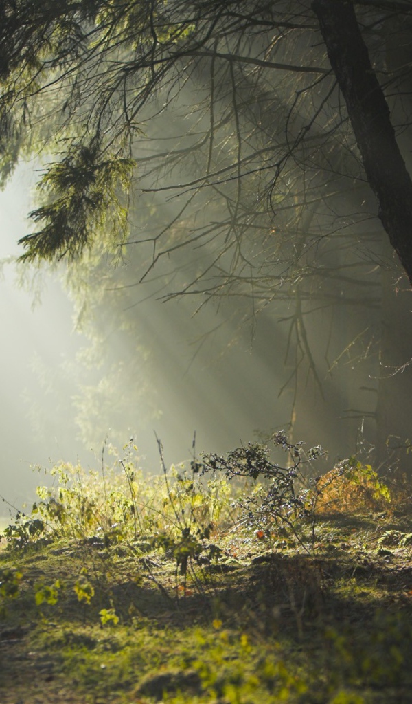 Шведский пейзаж