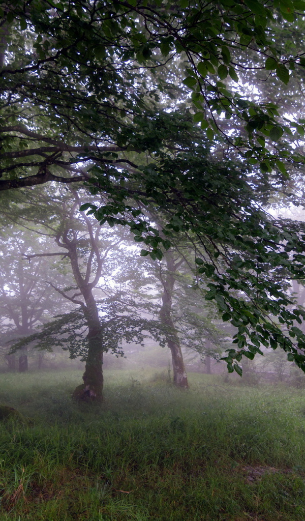 Туман в саду