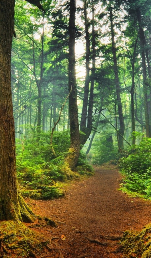 Тропинка среди деревьев