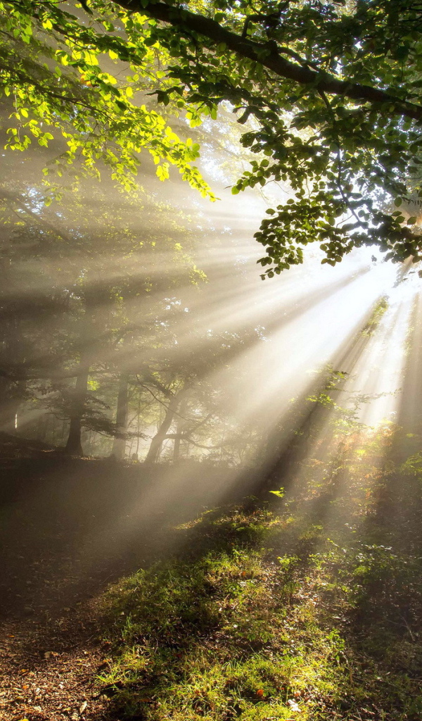 Лучи солнца через листву