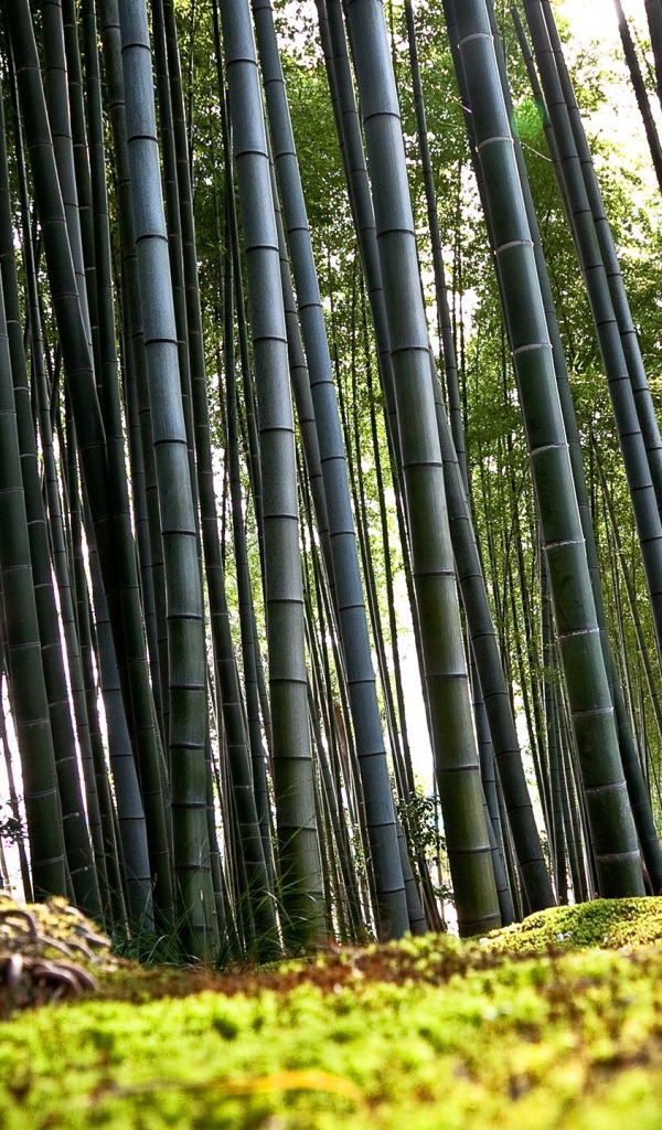 Корни бамбука