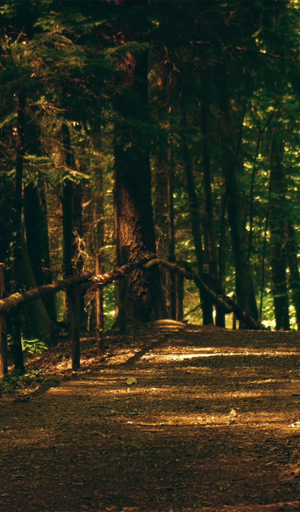 Тропа в парке