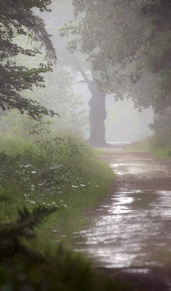 Мокрая дорога в лесу