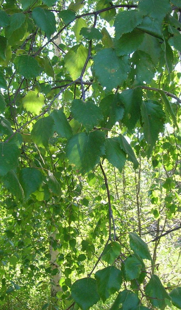 Листья березы