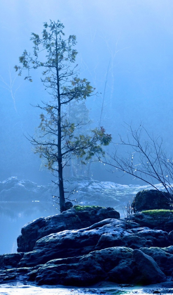 Дерево на каменном острове