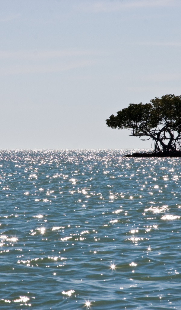 Маленький остров с деревом