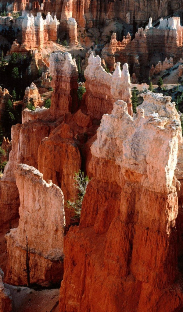 Каньон Брюс