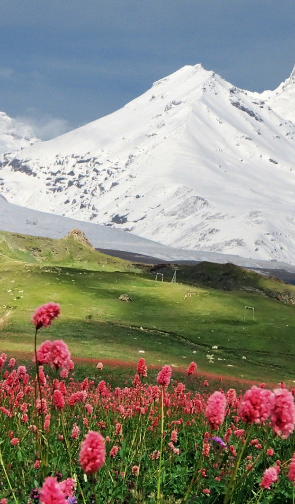 Цветы на фоне гор