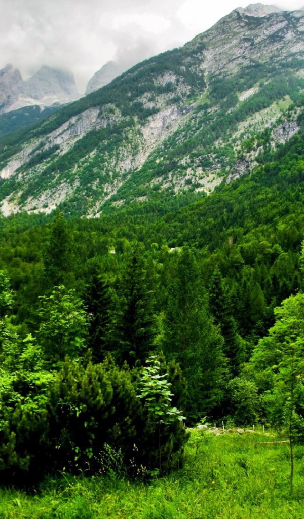 Лес в горах