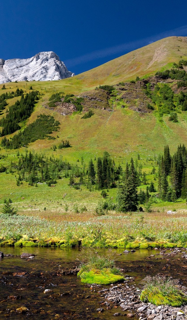 Гора заросшая лесом