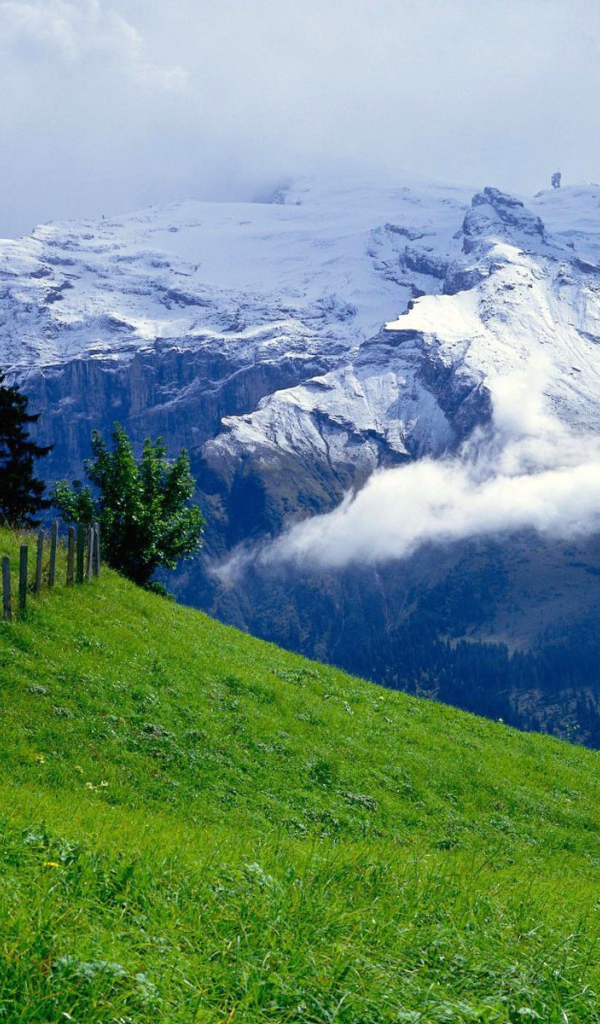 Зеленый луг и снежные горы