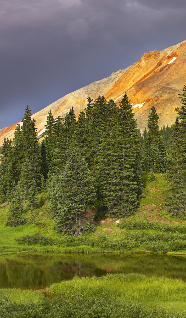 Еловый лес в долине