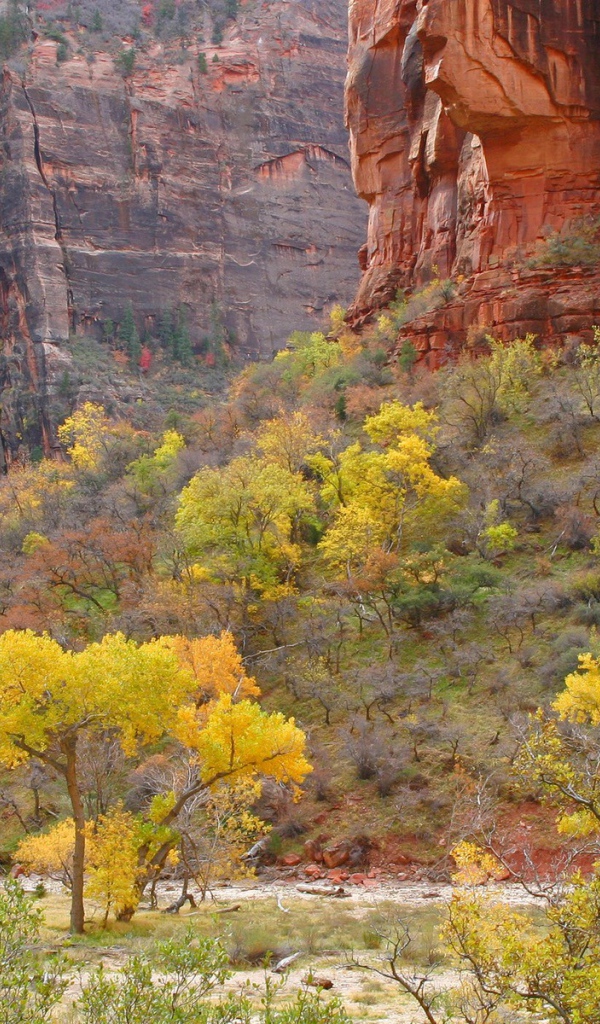 Растительность в горах