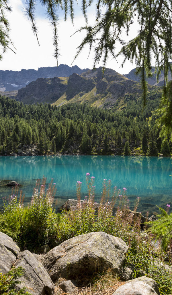 Хвойный лес на берегу озера