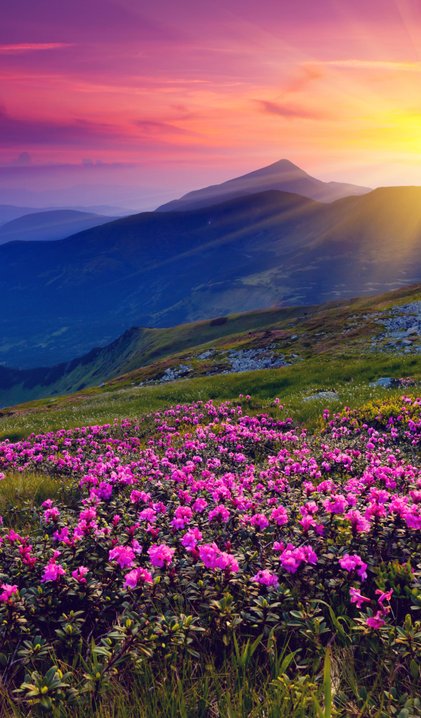 Цветы в горах на рассвете