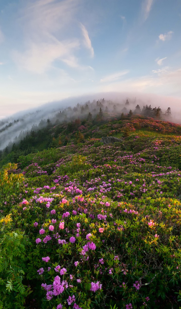 Утренний туман в горах