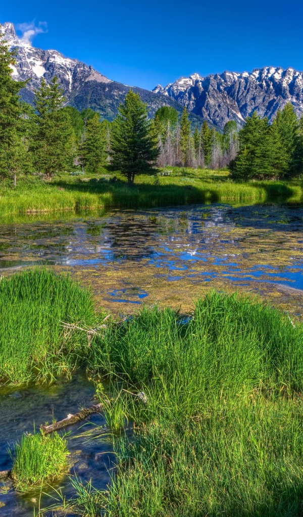 Заросшая река в горах