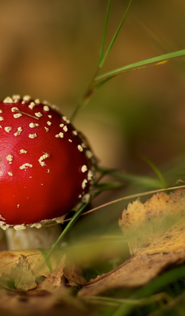 Мухомор среди травы