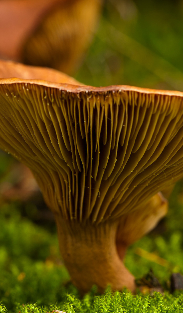 Осень грибная пора