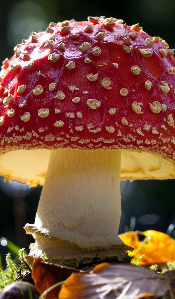 Красивый гриб мухомор