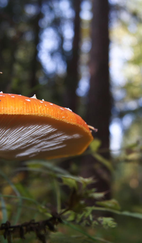 Большой гриб в лесу