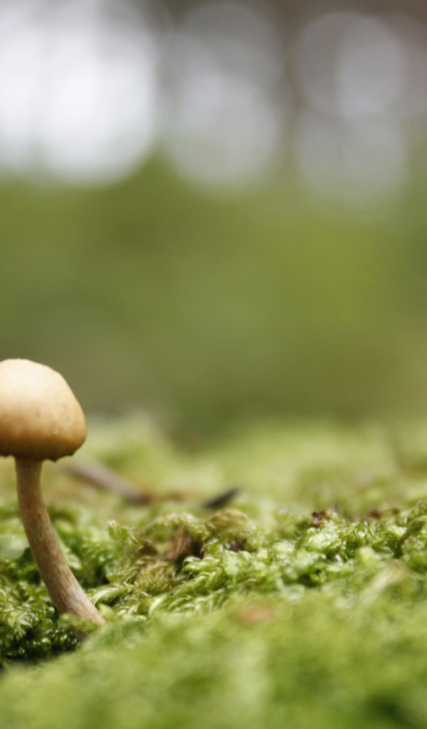 Пробивается молодой гриб