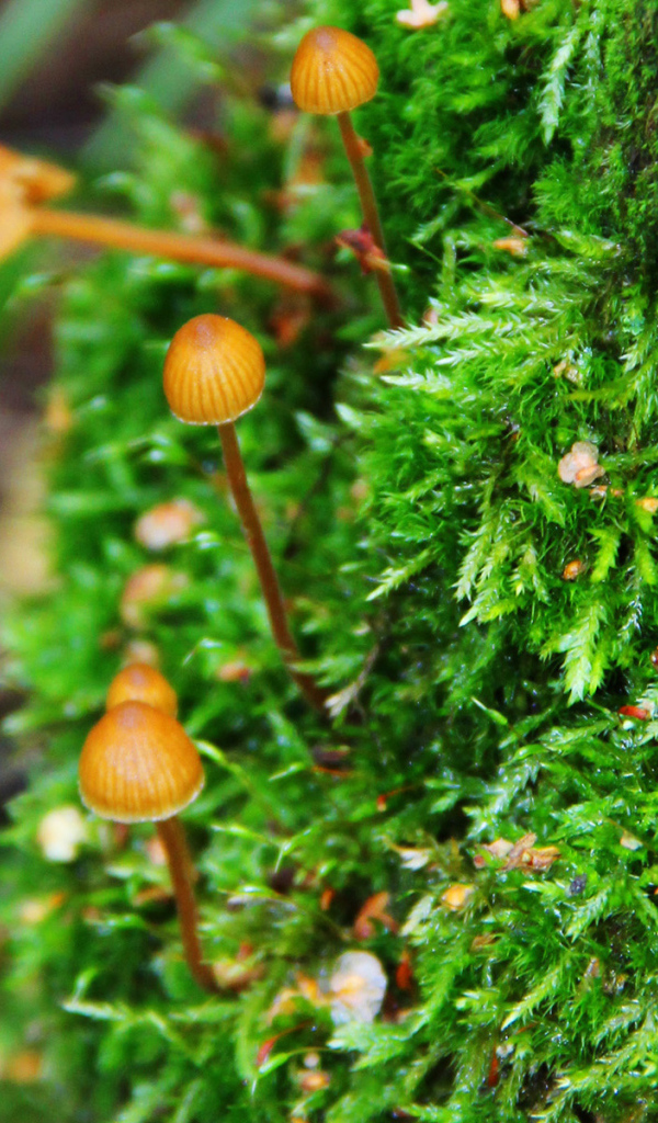 Семейка грибов опят