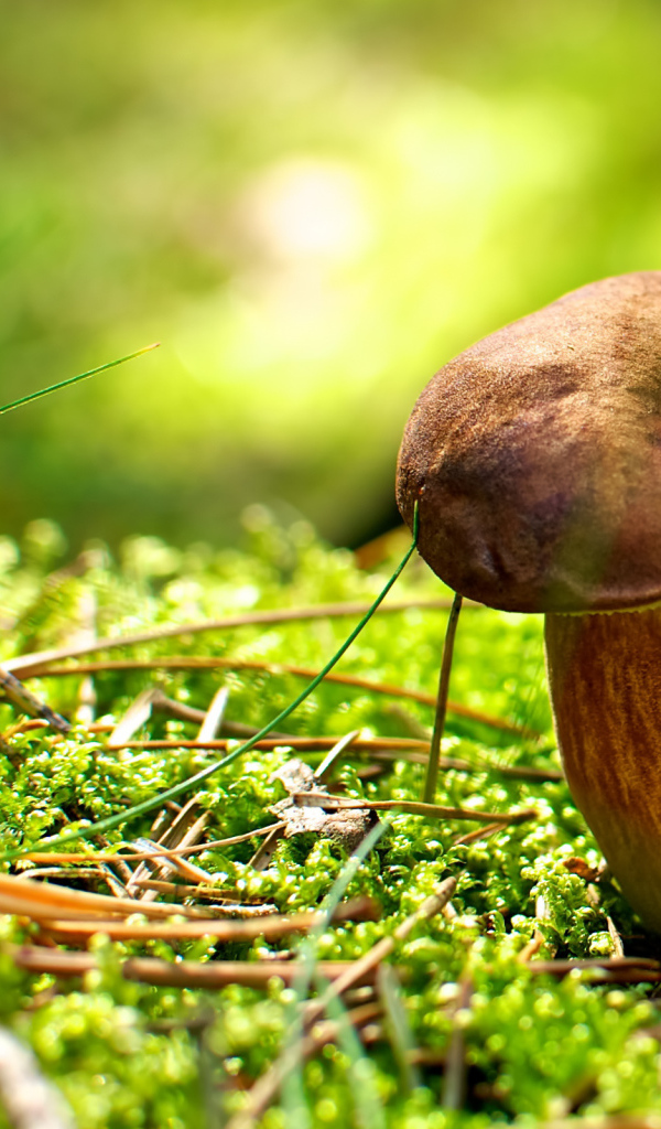 Хвойные иголки вокруг гриба