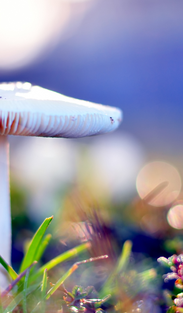 Бледная поганка опасный гриб