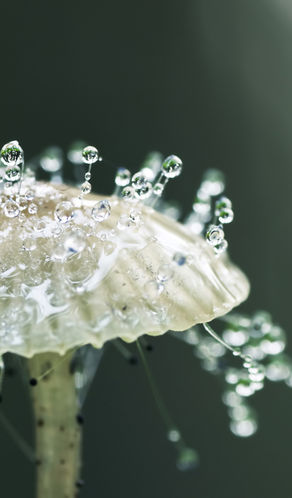 Капли росы на грибе