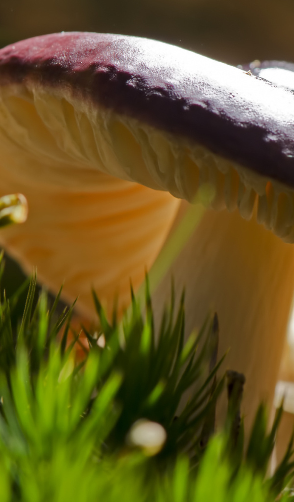 Роскошный съедобный гриб