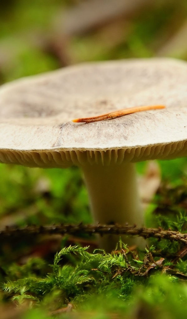 Мох окружает гриб