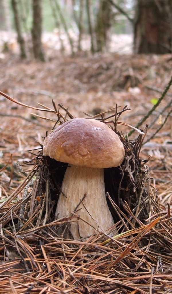 Гриб боровик