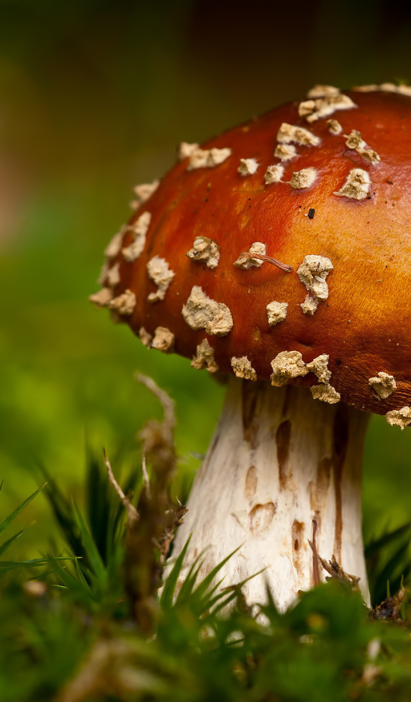 Гриб в траве