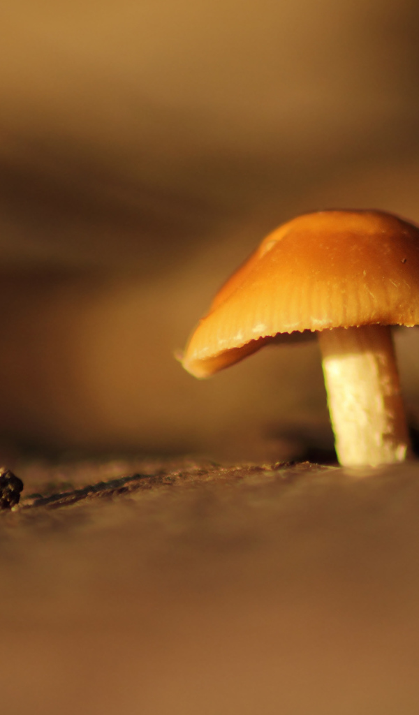 Гриб под увеличением